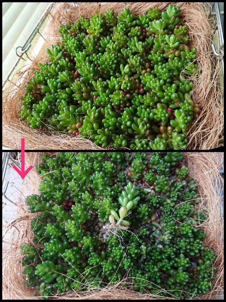 窓辺の画像 by りんさん | 窓辺とレッドベリーとりん宅レッドベリーと多肉植物と増えろセダム達と夢はもりもり丼と増えろレッドベリーと熱心にRedberryと救いの✂カットと東北の7月と東北の夏とりん宅の令和元年とホッと一息な多肉時間