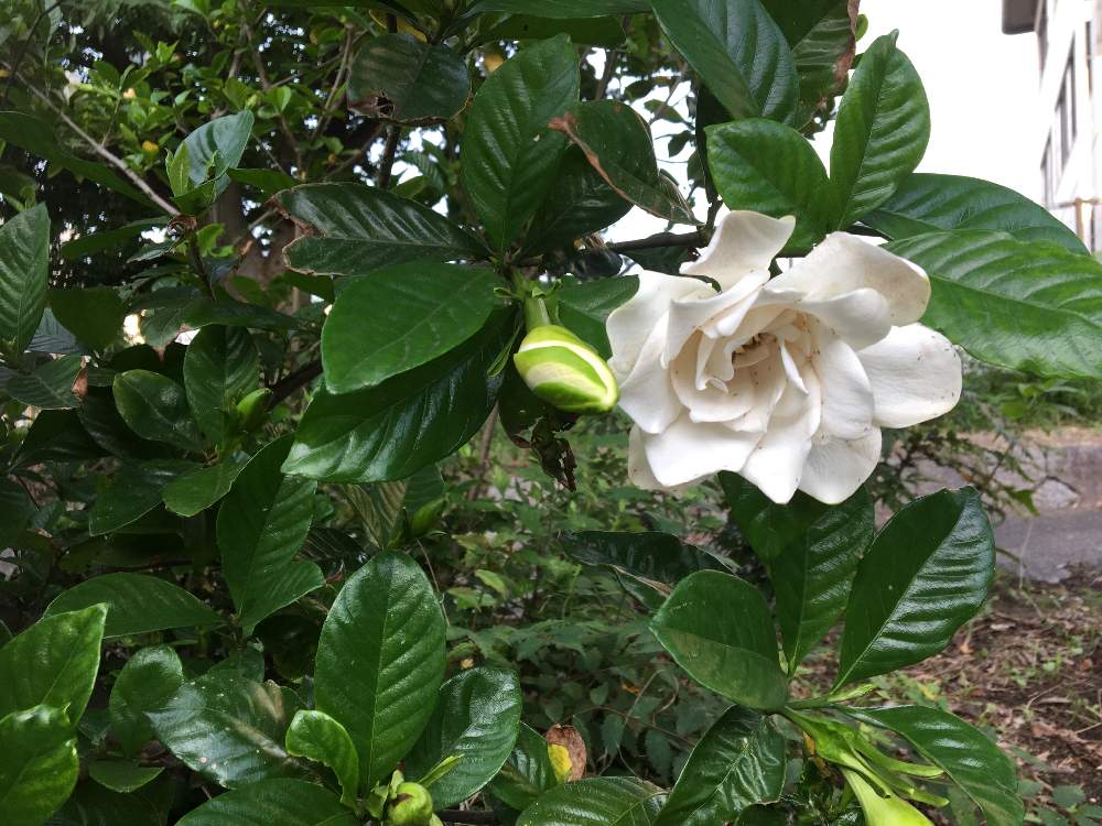 お出かけ先の画像 by GMさん | お出かけ先とクチナシの花と公園と花のある暮らしとウォーキング中に見つけた花