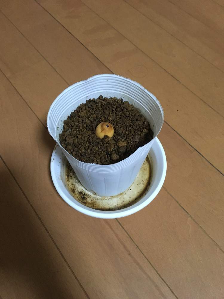 部屋の画像 by yottyさん | 部屋とアボカドの種とGreenSnapmarcheとGREEN UP!と令和最初の植物とアボカド栽培とアボガドの種から