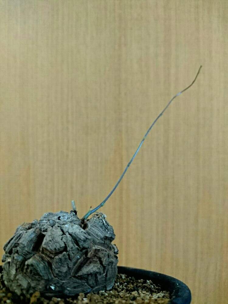 バルコニー/ベランダの画像 by ジャッカルさん | バルコニー/ベランダと亀甲竜と新芽とバルコニストと亀甲竜。