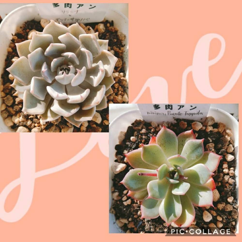 広い庭の画像 by smilehappynaturalさん | 広い庭と多肉植物と北部九州多肉の会とお庭を彩るお花・樹木フォトコンとGS映えとナチュラルガーデンとGS日和とno green no lifeと緑のある暮らしとnaturalgardenと多肉好きな人と繋がりたいと多肉女子と庭のある暮らしとF29会とタニラーとjunkgardenとガーデニングと花のある暮らしと多肉寄せ植え