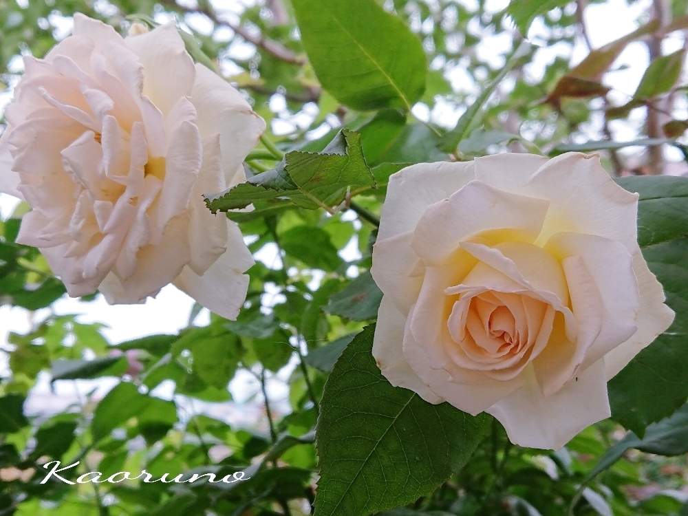 テラスの画像 by YUMIKOさん | テラスといい香り❤と薔薇愛同盟と花が好き❤とかわいい♡と植中毒と薔薇が好き❤ときれいな色と鉢植えと花のある暮らしと薔薇♪といい色♡と薫乃 バラ