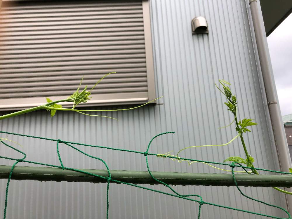 小さな庭の画像 by Mr. マーさん | 小さな庭と自家栽培の野菜達と緑のカーテンとiPhone8と川崎市内