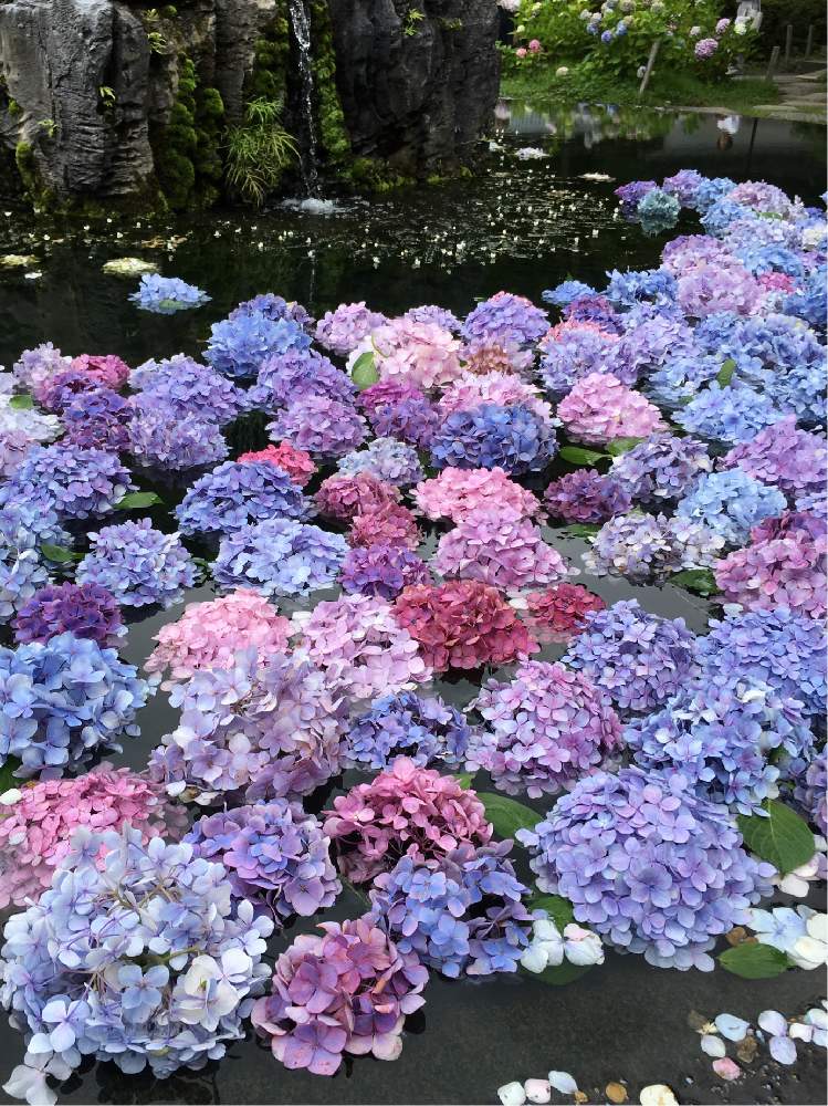 お出かけ先の画像 by りりこさん | お出かけ先とアジサイと紫陽花と紫陽花 アジサイ あじさいと紫色の花と花の寺と久安寺