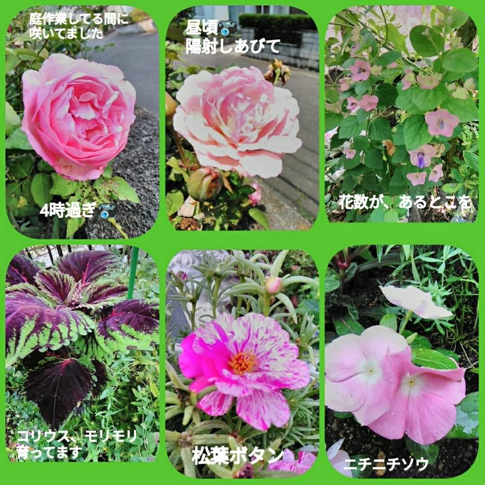 小さな庭の画像 by メリーさん | 小さな庭とニチニチソウと薔薇と松葉ボタンとチャイニーズハットと鉢植えと小さい花壇と花のある暮らしと梅雨の晴れ間と玄関先と地植え