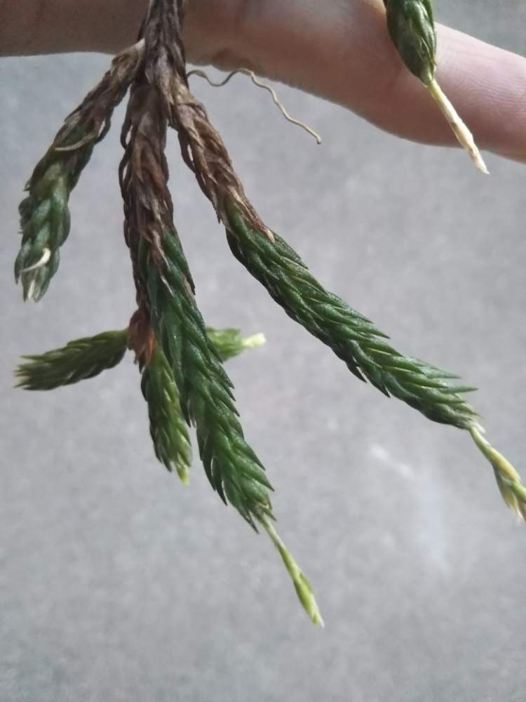 窓辺の画像 by コンドウさん | 窓辺と名前を教えて!とチラ沼と着生植物と銀葉種と植中毒と相談とディアフォランテマ亜属とエアプランツ
