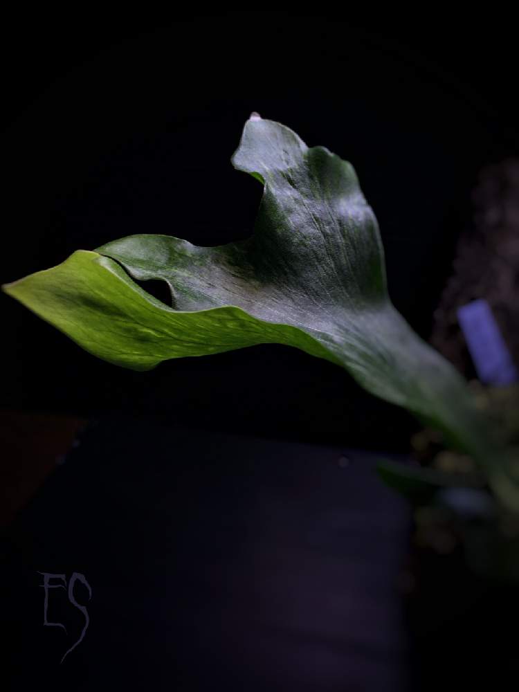 部屋の画像 by Esさん | 部屋と着生植物と コウモリラン と ビカクシダと新芽フェチとシダで幸せと植中毒と着生シダとシダはいいぞとシダ植物と葉脈フェチとビカクシダ属とうっとりと萌え萌え