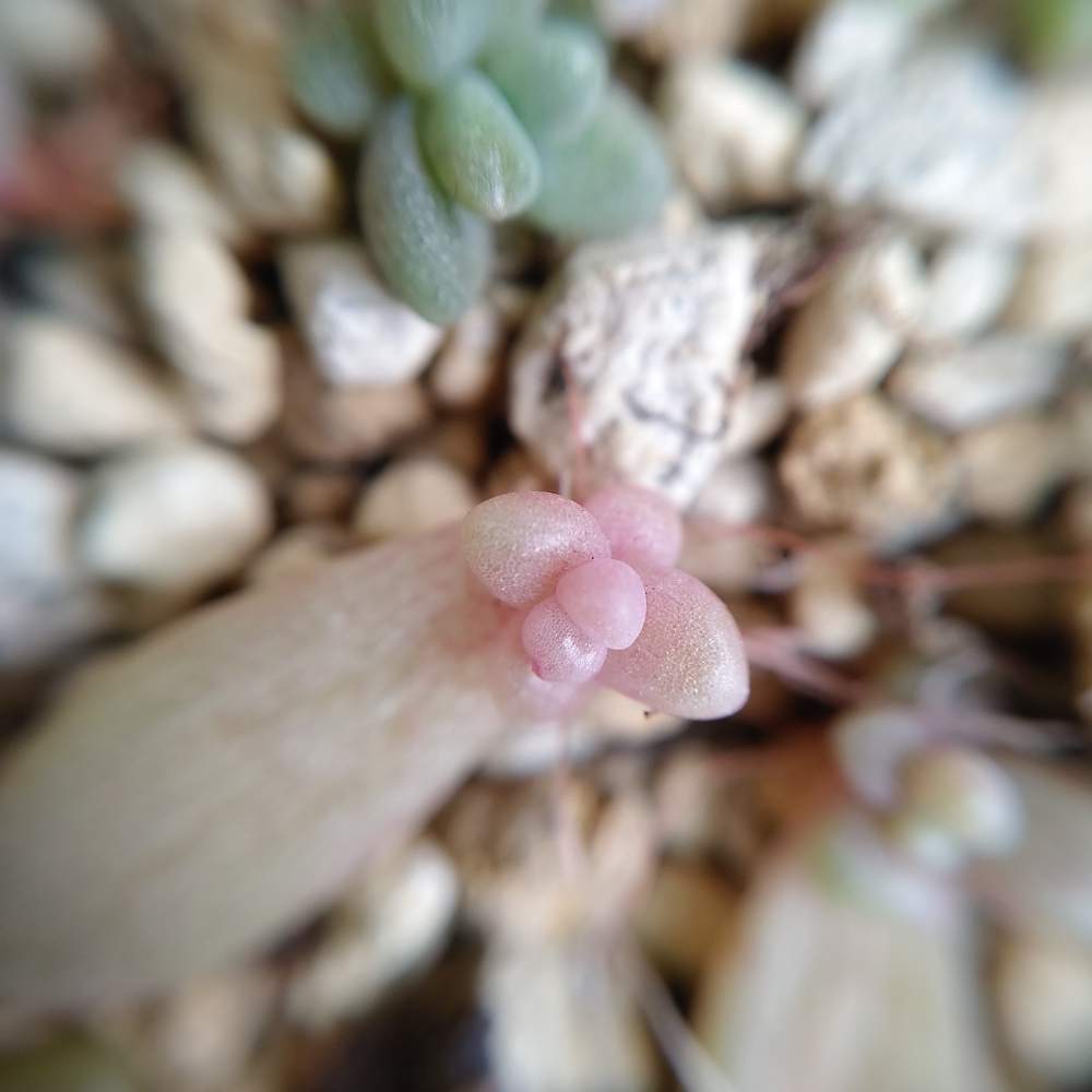 小さな庭の画像 by ひーさん | 小さな庭と姫秋麗と多肉植物とわが家の多肉スペースとGS映えとGS日和と植中毒と今日の一枚とグラプトペタルムと多肉女子とタニラーと成長記録とナチュラルスタイルと葉挿しと『マクロな世界』フォトコンテスト2019