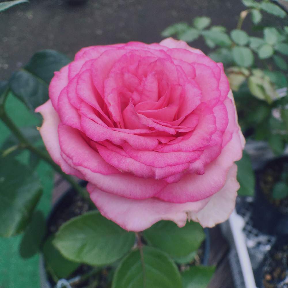 小さな庭の画像 by yukappeさん | 小さな庭と薔薇 ベラヴィータと挿し穂と花のある暮らしとバラ・切り花