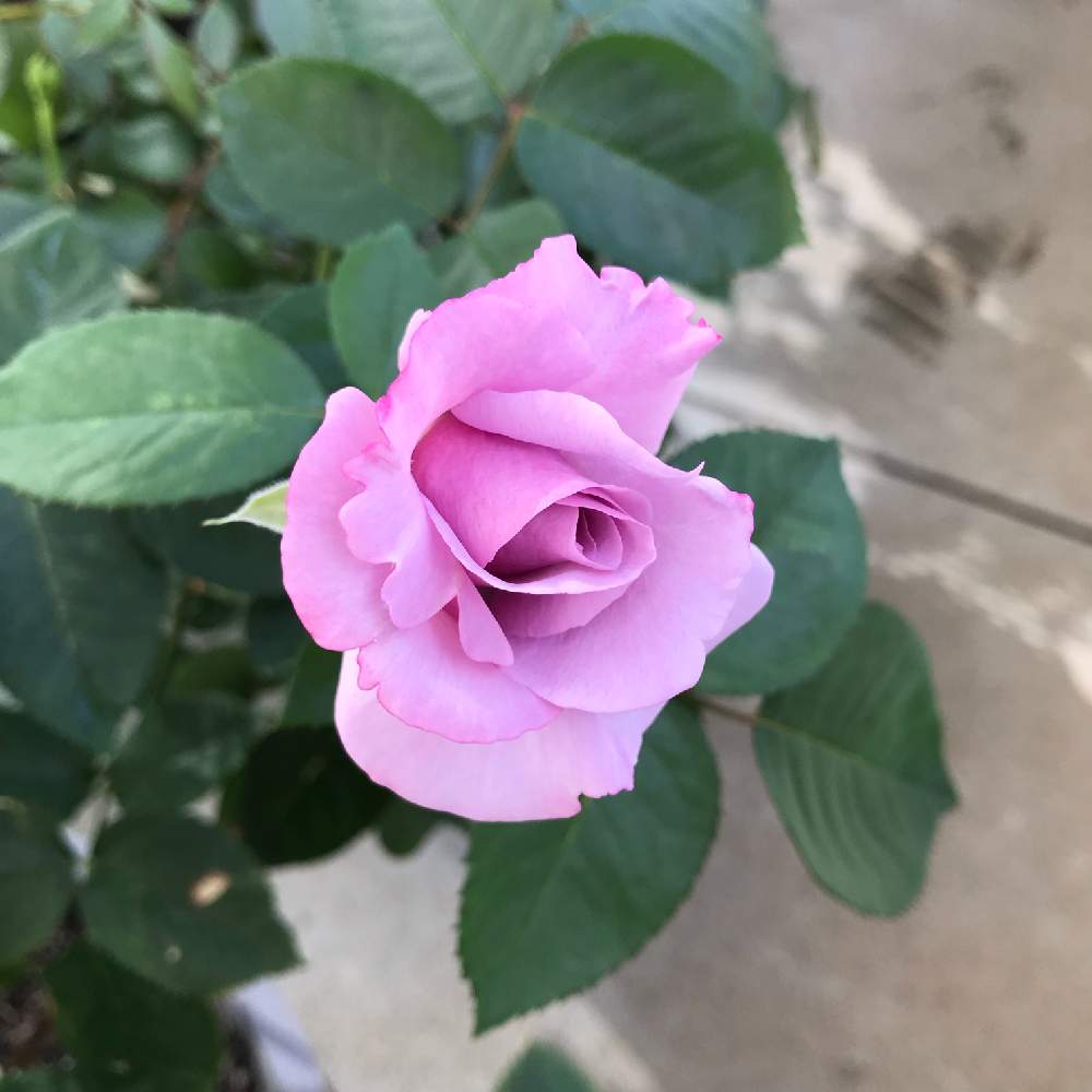 バルコニー/ベランダの画像 by gomamaさん | バルコニー/ベランダと薔薇とミニバラ 薔薇と薔薇 エターナルとエターナルとばら バラ 薔薇とエターナル バラと薔薇エターナルとバラ 鉢植えと成長記録と花のある暮らしと薔薇♪とばら 薔薇 バラとバラ・ミニバラ