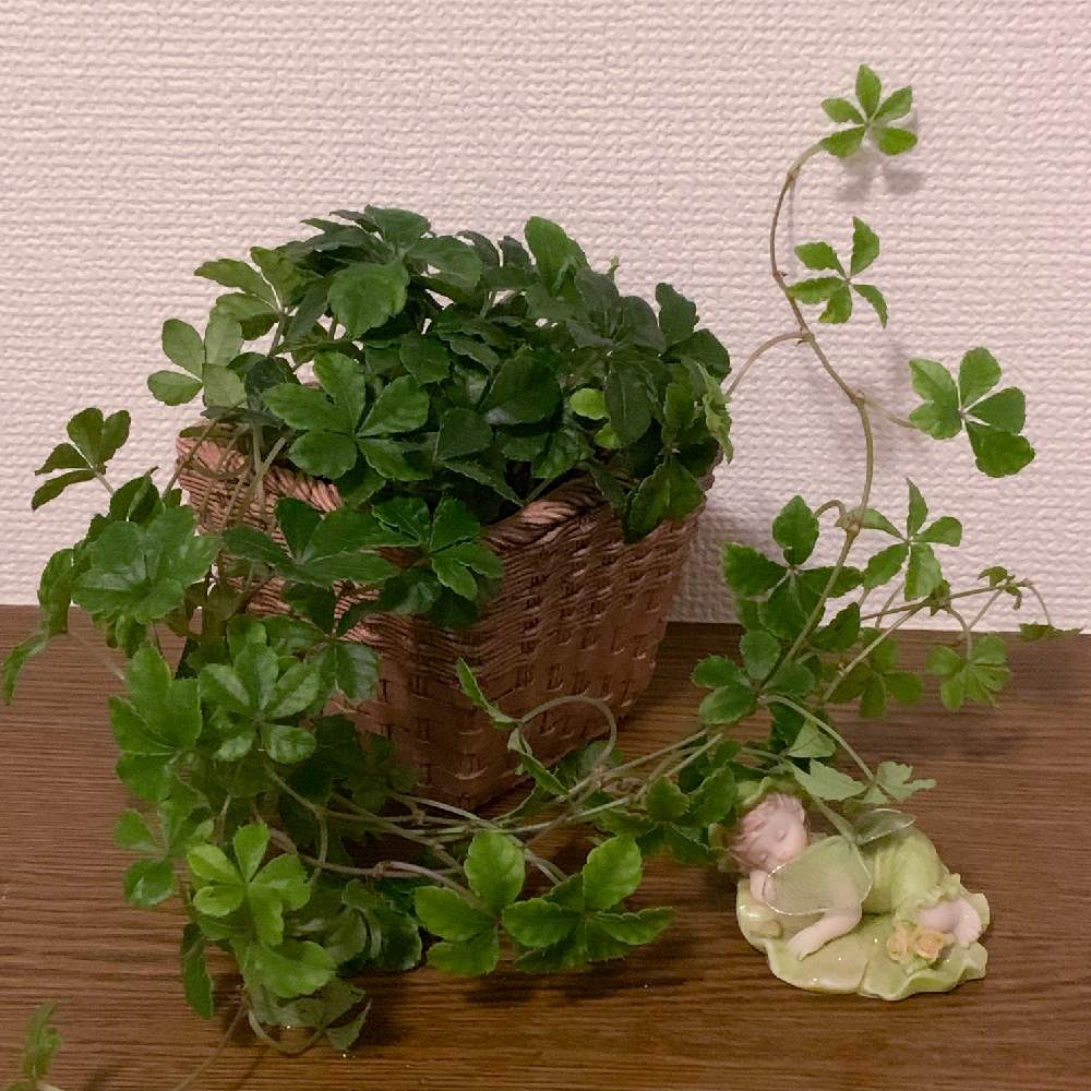 玄関の画像 by りんごさん | 玄関と癒しのグリーンとシュガーバイン☘️と癒しの植物とつる性植物と可愛い〜♡とGreenSnapmarcheと花のある暮らしと癒やし系❤︎とGREEN UP!