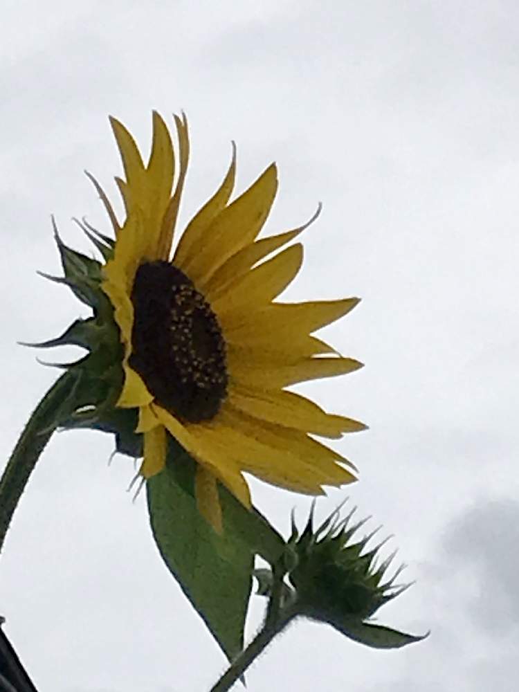 の画像 by やま7さん | 太陽に向かってと梅雨に負けないと黄色の花ともうすぐ夏ですねと花のある暮らしとヒマワリ☆と自然が好き
