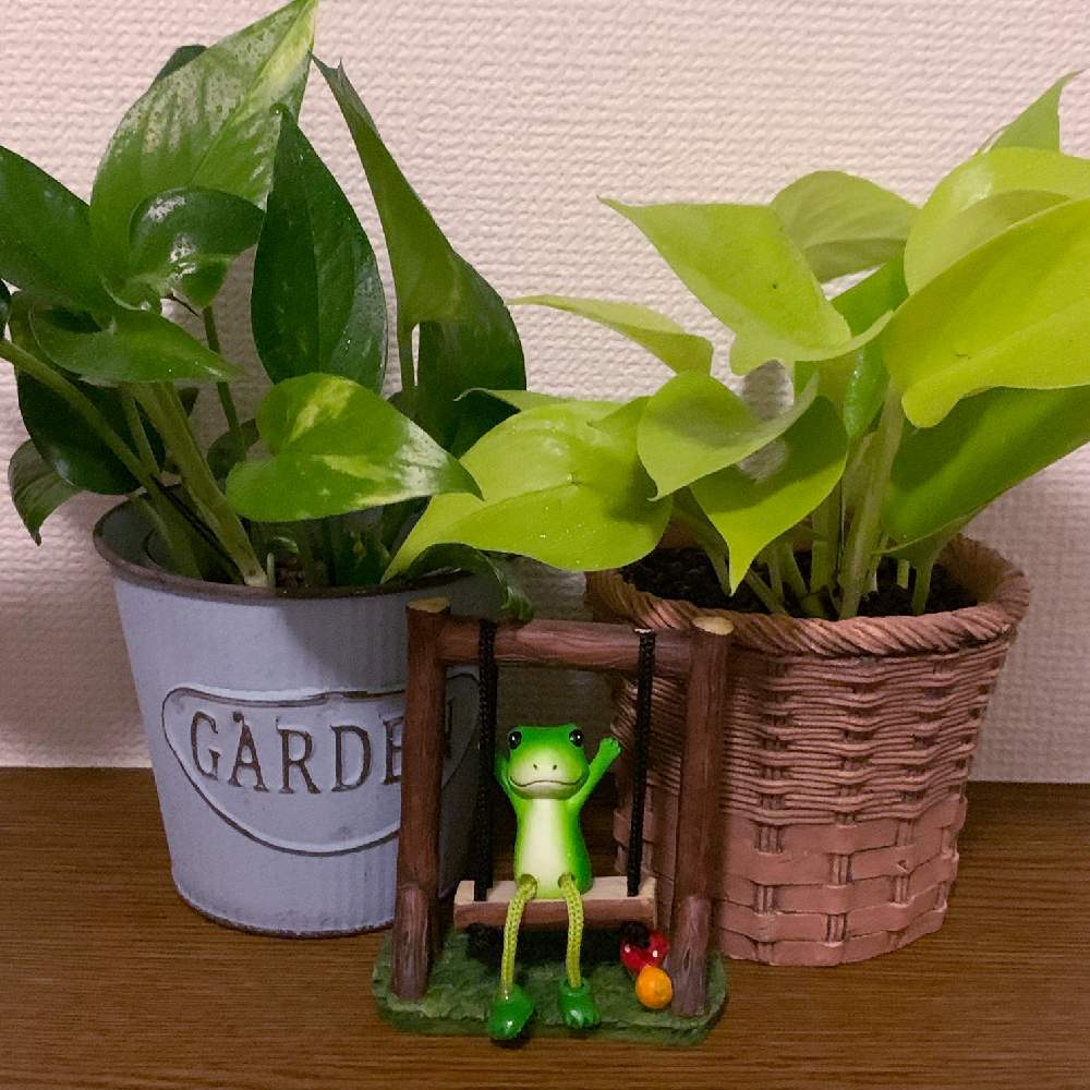 玄関の画像 by りんごさん | 玄関と癒しのグリーンとライムポトス♡と癒しの植物とポトス♪と可愛い〜♡とGreenSnapmarcheと花のある暮らしと癒やし系❤︎とGREEN UP!