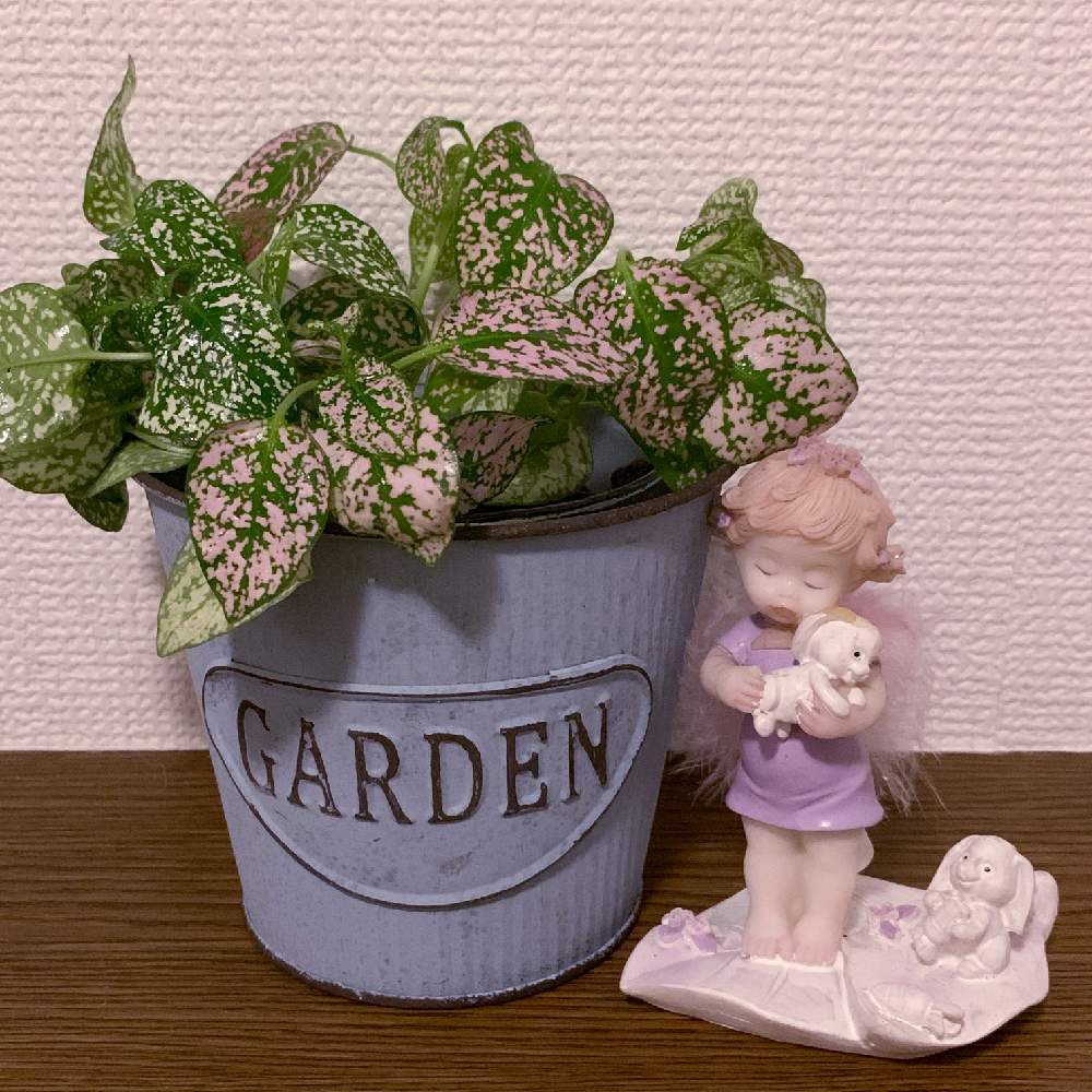 玄関の画像 by りんごさん | 玄関と癒しのグリーンとピンクとグリーンと癒しの植物と可愛い〜♡とGreenSnapmarcheと花のある暮らしと癒やし系❤︎と可愛いピンク色♡とGREEN UP!