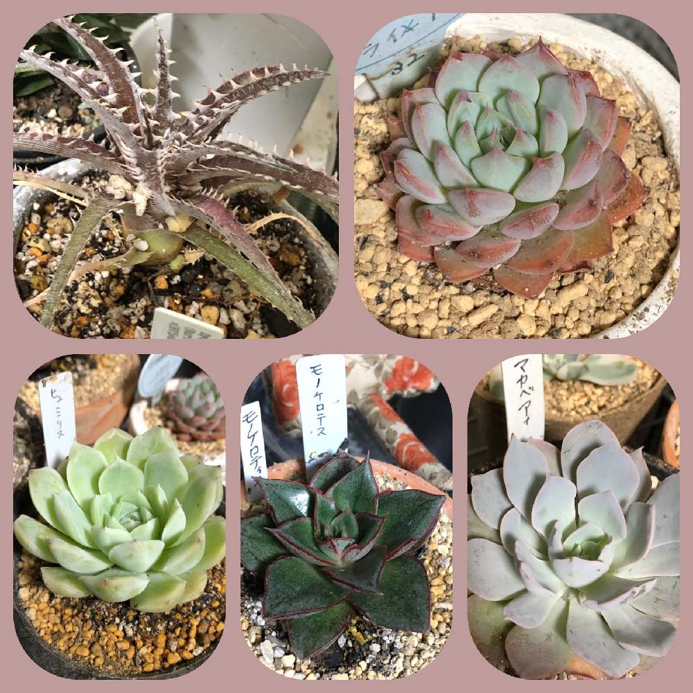 部屋の画像 by hiroさん | 部屋と令和最初の植物と多肉植物と観葉植物とGS映えと珍奇植物と花のある暮らしと四季の花