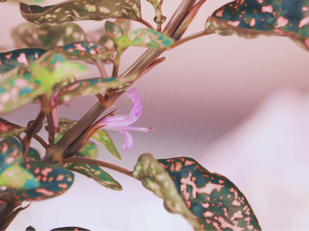 窓辺の画像 by シンシアさん | 窓辺とヒポエステスとピンク ぴんく Pinkと観葉植物とピンク!ピンク!ピンク!とわが家のヒポエステスとわが家の観葉植物❢とピンク❤︎ピンクとナチュラルインテリアとGreenSnapmarcheと斑入り葉っぱとナチュラルスタイルとガーデニングと花のある暮らしとGREEN UP!と斑入り。