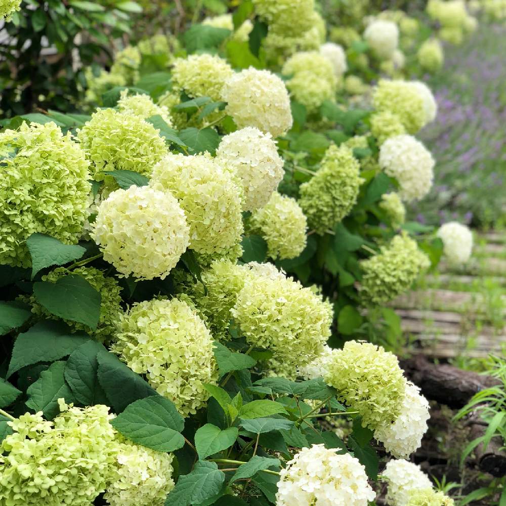 の画像 by Annabelle*さん | 紫陽花 アジサイ あじさいと花のある暮らしとラベンダー☆とアナベル 紫陽花