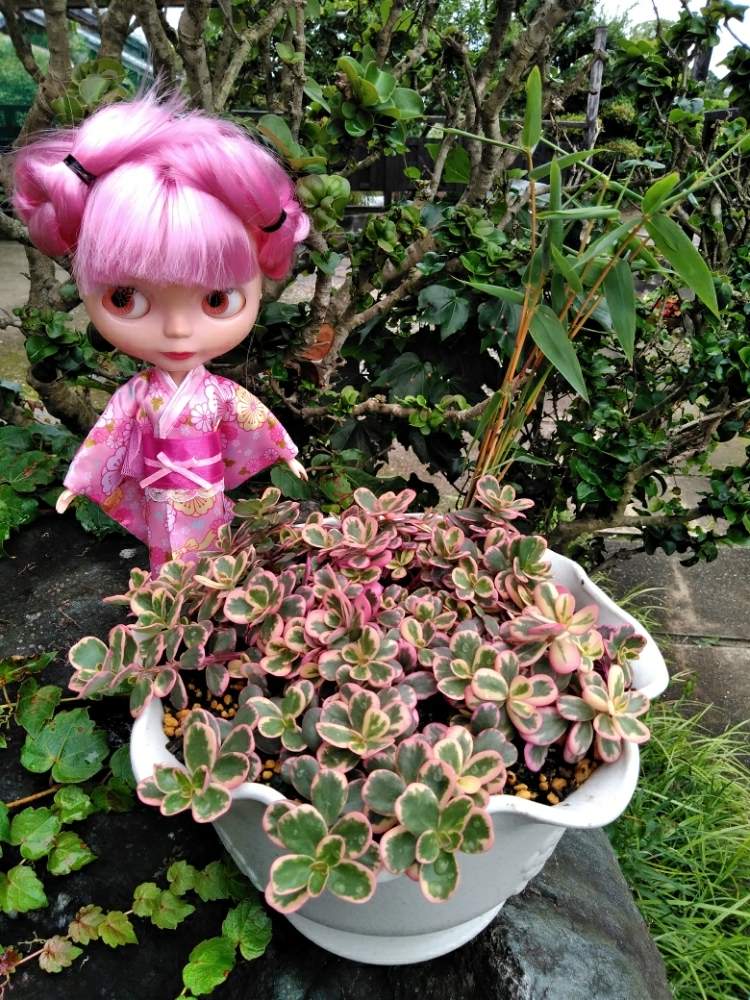 玄関の画像 by 華ちゃんさん | 玄関と令和最初の植物と多肉植物とマジカルキューティとブライスとGS映えと多肉女子と華ミステリアといやされるとGREEN UP!