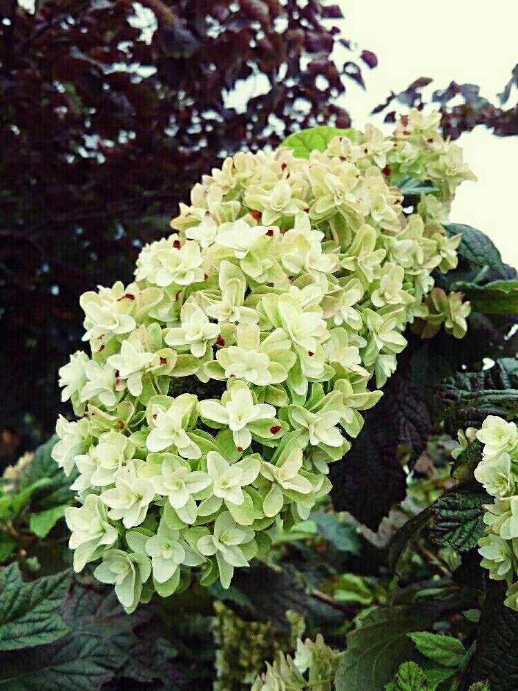 お出かけ先の画像 by にゃんさん | お出かけ先と柏葉紫陽花と花のある暮らしとデカイ!!と迫力