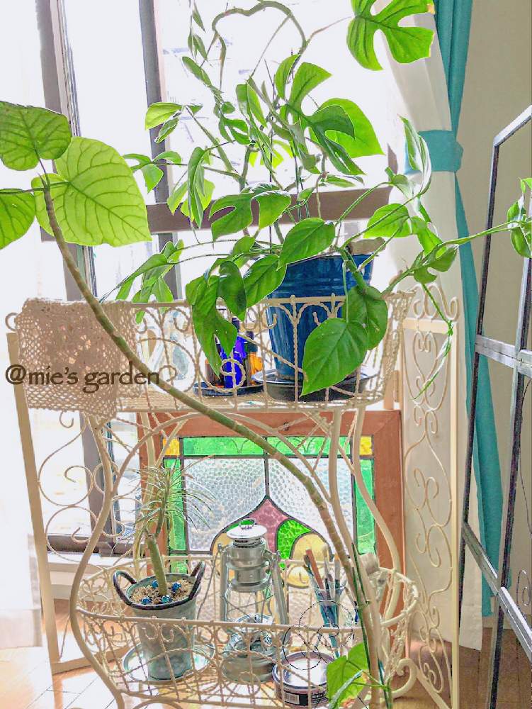窓辺の画像 by mie✳︎さん | 窓辺と観葉植物とボタニカルライフとリメイクとヒメモンステラ!と多肉女子と癒されるとタニラーとDIYと多肉植物 多肉の有るくらし