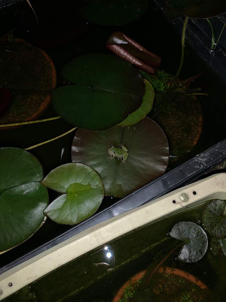 広い庭の画像 by アッキーさん | 広い庭と睡蓮と猫馬鹿と温帯睡蓮と#水生植物のある暮らしと思い付き栽培とネコと花のある暮らしとメダカ