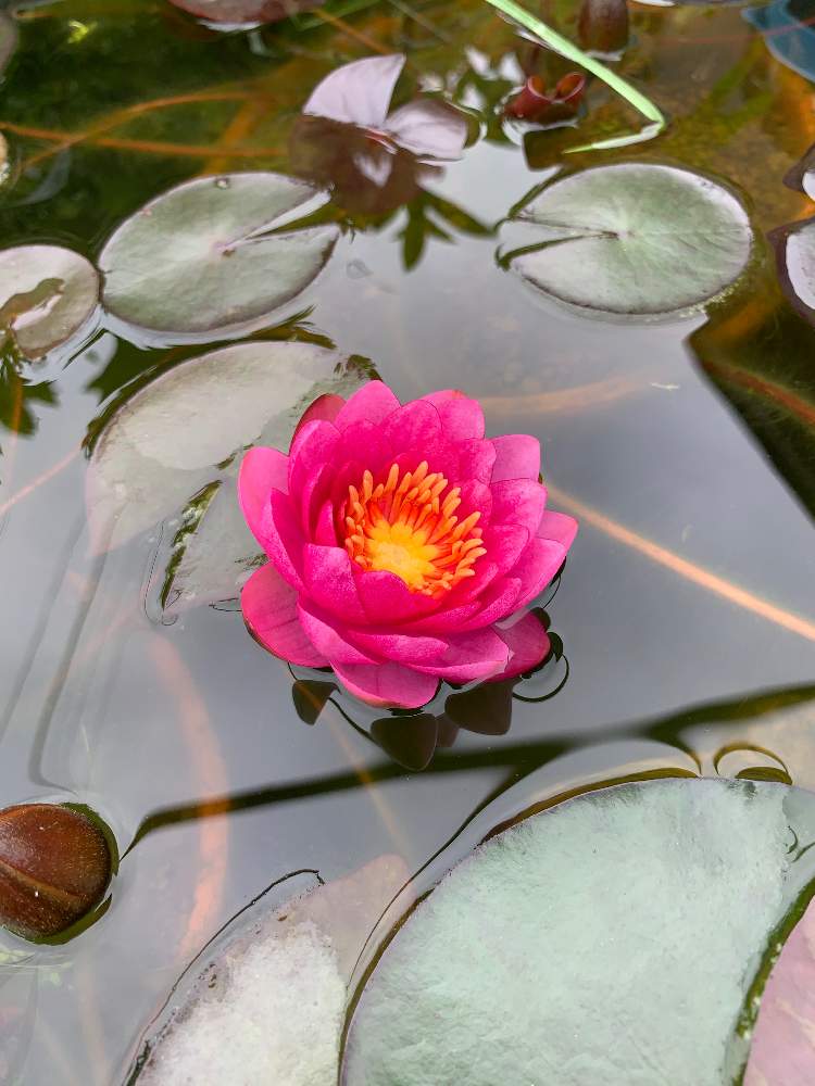 広い庭の画像 by アッキーさん | 広い庭と睡蓮と猫馬鹿と温帯睡蓮と#水生植物のある暮らしと思い付き栽培とネコと花のある暮らしとメダカ