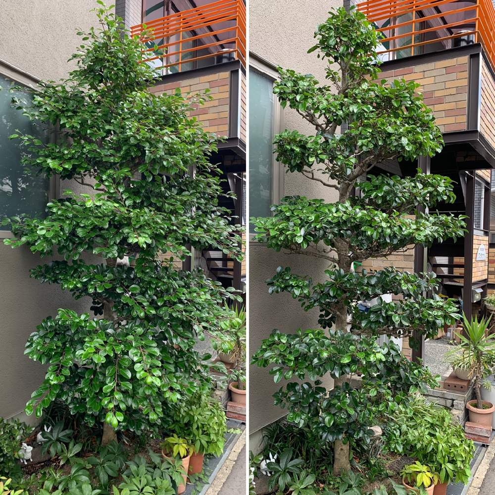 小さな庭の画像 by GREENROSEさん | 小さな庭とグリーン!グリーン!グリーン!と植木と剪定とGS映えと植物とGS日和とモチノキ科と植中毒と花のある暮らしとかわいいな♡とGREEN UP!と多肉初心者