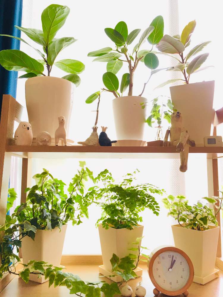 部屋の画像 by モモさん | 部屋とヘデラ☆と観葉植物とアジアンタムさんと斑入りヘデラとフィカス属と ゴムの木