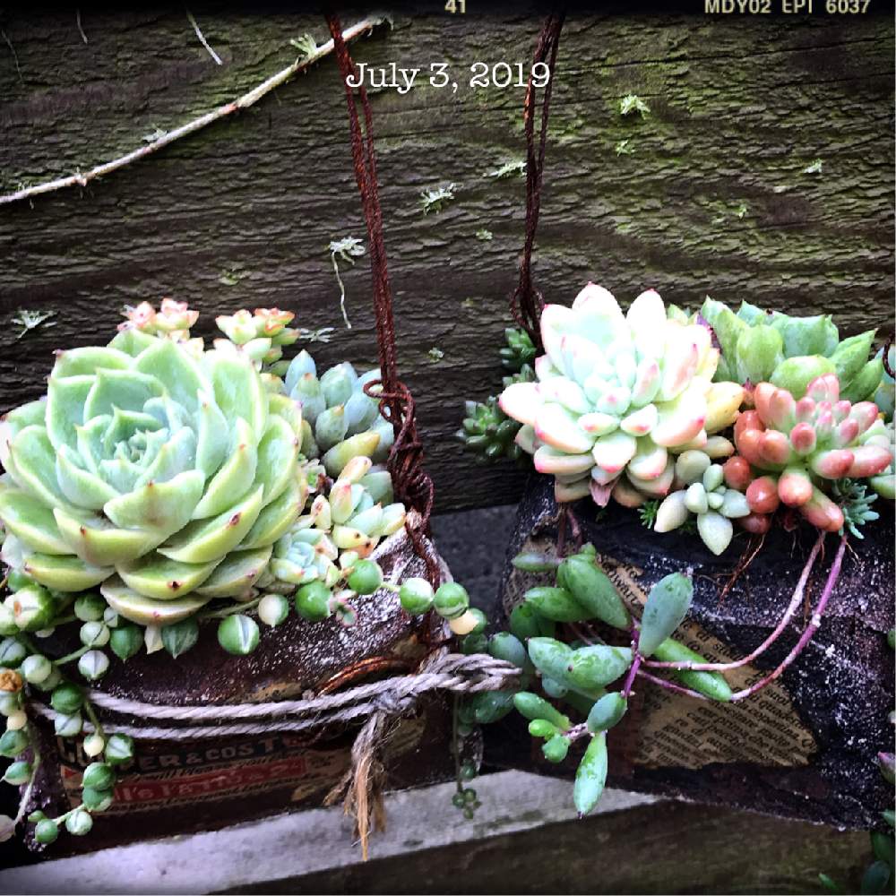 小さな庭の画像 by shhさん | 小さな庭と多肉中毒と多肉植物とJUNK Gardenとshh gardenと多肉植物寄せ植えと植中毒と多肉女子とタニラーと多肉寄せ植えと記録用
