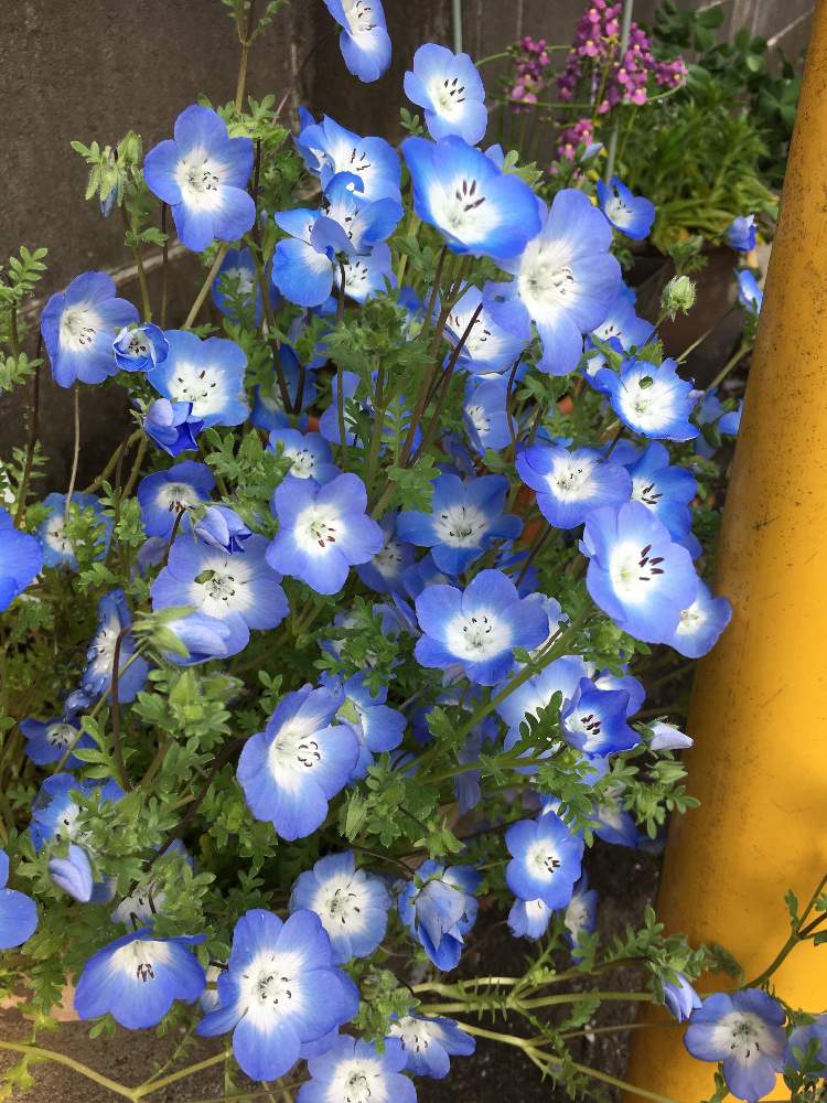 小さな庭の画像 by toshi0111さん | 小さな庭と千葉県と今日の一枚❤と7月の花と ネモフィラとキュンキュン乙女倶楽部No154と花のある暮らしと頑張れ♡えっこと青い夏