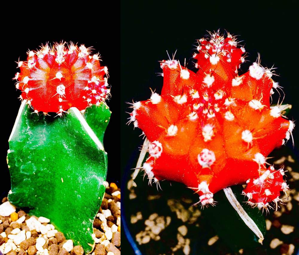 部屋の画像 by MASTERS OF CACTUSさん | 部屋と緋牡丹と多肉植物と多肉男子とサボテン科とcactusと植物のある暮らしと温室サボテンと植物好きと繋がりたいと多肉大好きとギムノカリキウム属と仙人掌!と植物だいすきと緋牡丹☆と多肉植物とサボテンと緋牡丹 三角柱接ぎと多肉多肉多肉とsucculent plantsとsucculentと多肉植物 多肉の有るくらし
