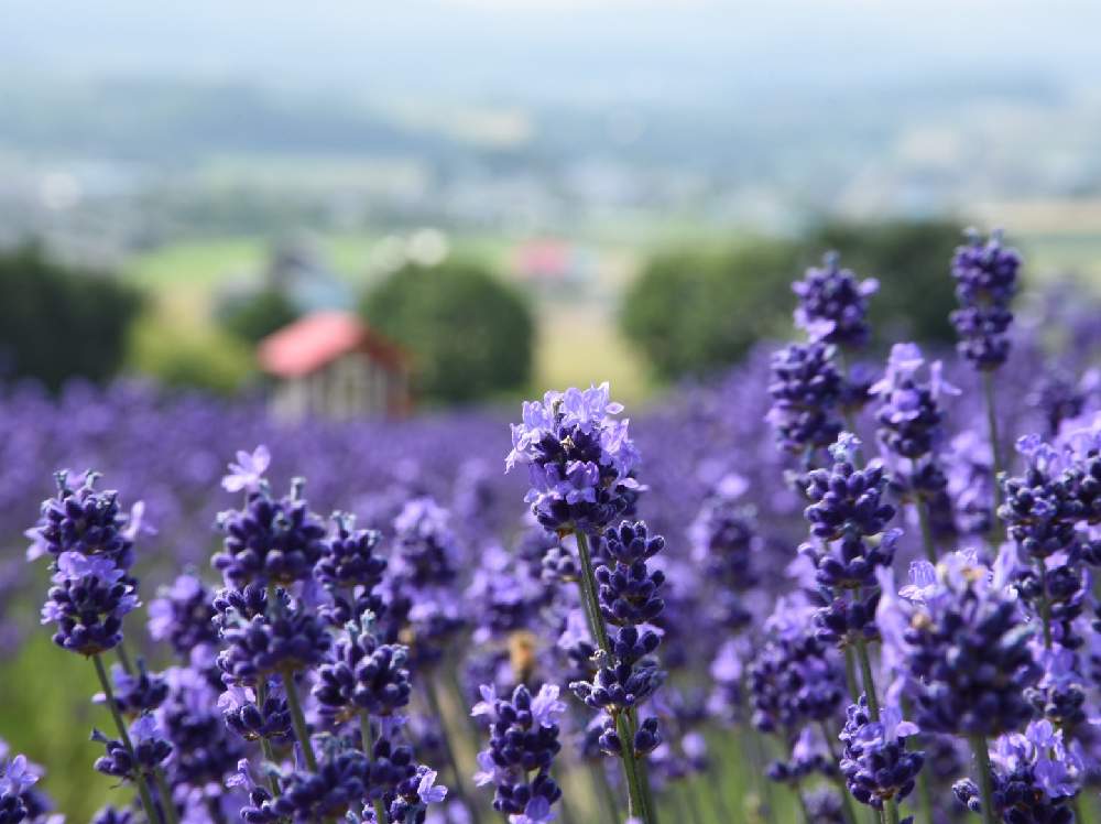 お出かけ先の画像 by hide♂さん | お出かけ先とラベンダーとお写ん歩とラベンダー☆と富良野とお出掛け先と上富良野と花のある暮らしと夏でも元気な花フォトコンと北海道