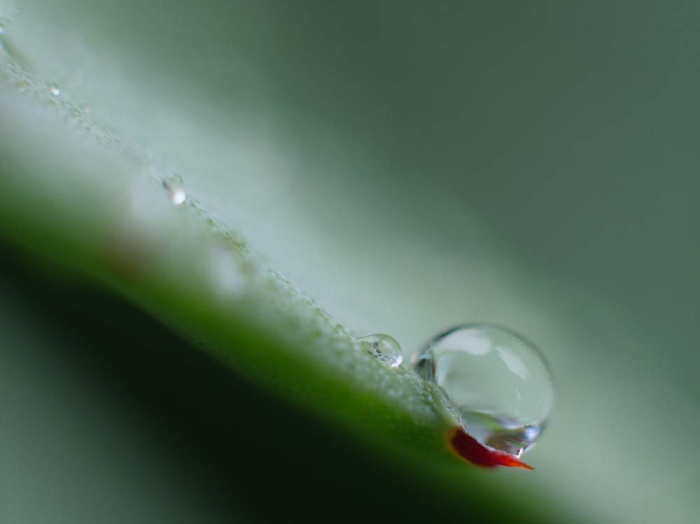 バルコニー/ベランダの画像 by 光一さん | バルコニー/ベランダとアガベと雨に輝くと誰かに見せたい風景とステキ☆とオシャレとリュウゼツラン科とGS映えと横浜と植中毒と楽しみ〜とマクロな世界とテンション⤴︎とアガベ属と『マクロな世界』フォトコンテスト2019