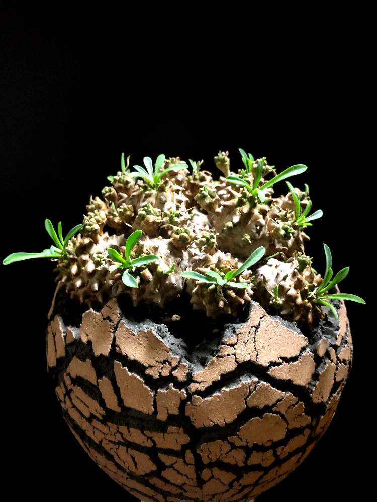 バルコニー/ベランダの画像 by good_guyさん | バルコニー/ベランダとEuphorbia Gabisanと多肉植物とEuphorbiaとcactusとオトンナ属とtylecodonとサルコカウロン属とフィランサス ミラビリスとユーベルマニア ペクチニフェラとCerariaとCaudexと多肉女子と塊根植物と珍奇植物とPachypodiumとaloeとagaveとOperculicaryaとGREEN UP!とCopiapoaと亀甲竜。