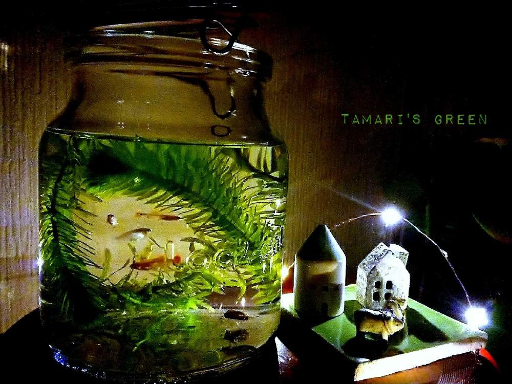 部屋の画像 by TAMARI*さん | 部屋と ボトリウムと水草・種類不明とコッピー、メダカ、アクアリウムと手作りとだいすきとがんばれ!がんばれ!とうれしい♡ときれいと植中毒とせいちょうきろくと癒し空間と愛情たっぷり♡とかわいいな♡とペットとチーム福岡