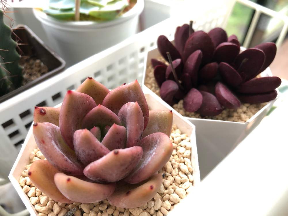 バルコニー/ベランダの画像 by Misakiさん | バルコニー/ベランダと白夜とクラバータと多肉植物とSucculentgardenMisakiと嬉しいな♡と多肉大好きと多肉女子とsucculentshop3104と多肉植物アレンジメントインストラクターとグリーンアンサンブルとかわいいな♡と千葉タニラーと多肉狩り
