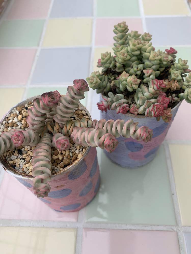 インテリアの画像 by 辛子さん | インテリアとパステルとファンタジーと多肉植物と植中毒と今日の一枚と多肉女子とリメ缶・リメ鉢