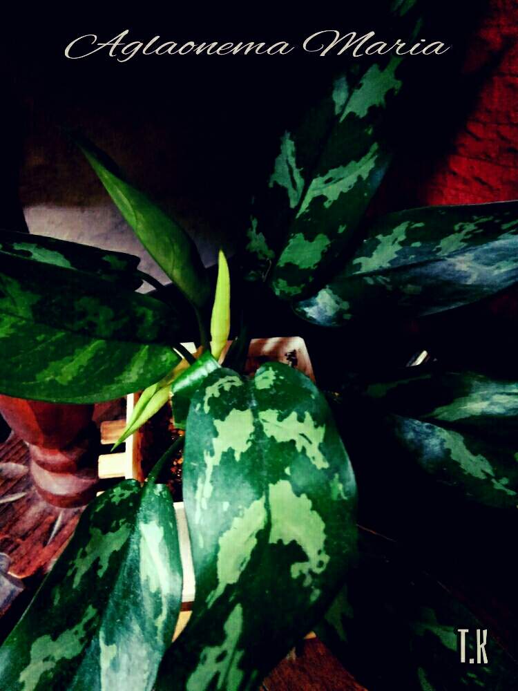 部屋の画像 by T.Kさん | 部屋と観葉植物を楽しむと観葉植物と植物男子とアグラオネママリアとアグラオネマ属