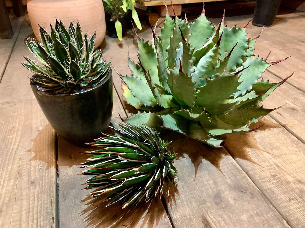インテリアの画像 by Flower Villageさん | インテリアとボタニカルライフとポタトラムチェリースウィズルとアートとstyle_of_chika と鷺沼とベランダガーデンと植中毒とpotatorum cherry swizzleとフラワービレッジと観葉植物のある暮らしと神奈川県とflowervillageとagaveとフィリフェラホワイトリボンと川崎市内とシジゲラ ドワーフとアガベ属とインテリアグリーンとパープソラムとインドアガーデン