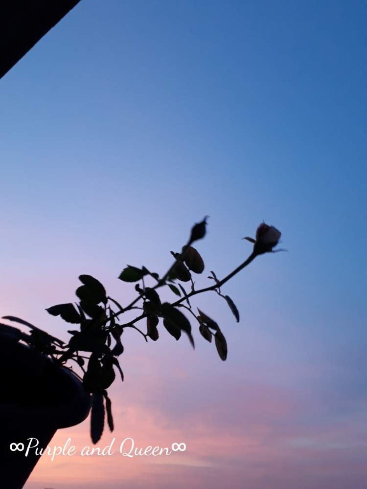 の画像 by 月華美神さん | 花と緑のある暮らしとリラックス✨と『花衣 紅水晶』コンテストと緑化活動と夏だから元気やねん♡とベランダガーデニングと小さな庭❤と∞Purple and Queen倶楽部∞とプレシャス♡とバラと夢CLUBと夏やから元気な花♡とみどりのまとめと心のやすらぎとみどりのまとめ♡と∞INFINITY∞と花のある暮らしと癒し✨と心がやわらぐとバルコニスト