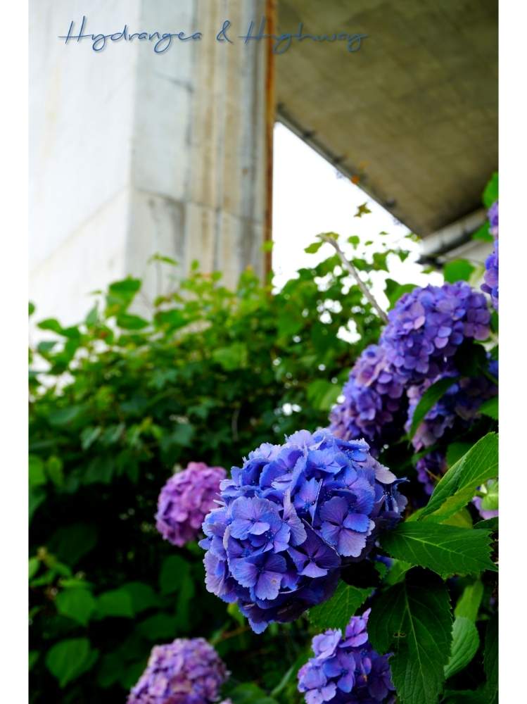 お出かけ先の画像 by toshi722さん | お出かけ先と紫陽花 あじさい アジサイとミニモネ池とちんちん電車遊歩道と美しい花と梅雨の頃と岐阜県と散歩道と綺麗な緑❤と美濃市