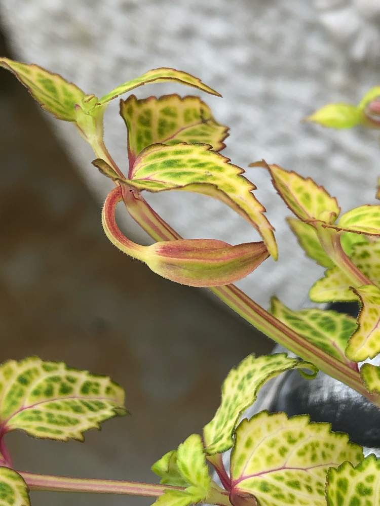 小さな庭の画像 by しおこんぶさん | 小さな庭と斑入りトレニアコンカラーと夏の花と花のある暮らし