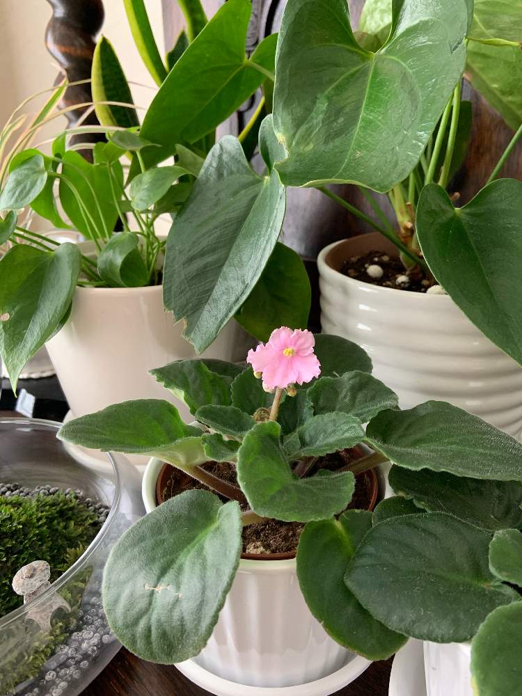インテリアの画像 by mikaさん | インテリアとアンスリウムとセントポーリアと観葉植物とピンクの花とアンティークと吹き抜けリビングと鉢植えと観葉植物のある暮らしと観葉植物がスキとお花好きとインテリアグリーン