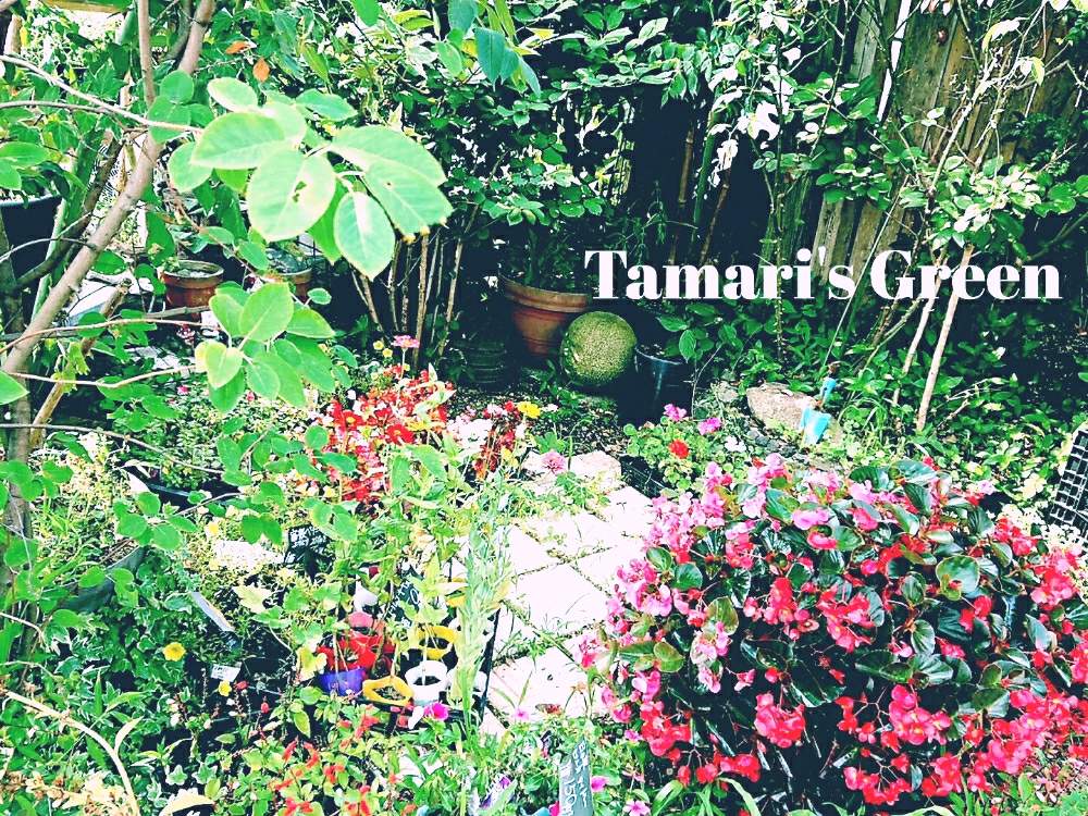 お出かけ先の画像 by TAMARI*さん | お出かけ先とがんばれ!がんばれ!とワクワクドキドキと癒し空間と愛情たっぷり♡と花のある暮らしとかわいいな♡とチーム福岡