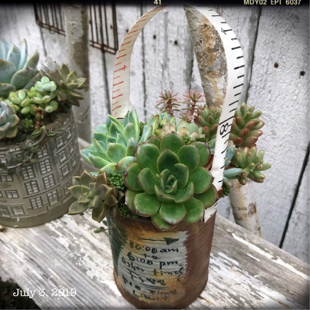 小さな庭の画像 by shhさん | 小さな庭と多肉中毒と多肉植物とJUNK Gardenとshh gardenと多肉植物寄せ植えと植中毒と多肉女子とタニラーと多肉寄せ植えと記録用