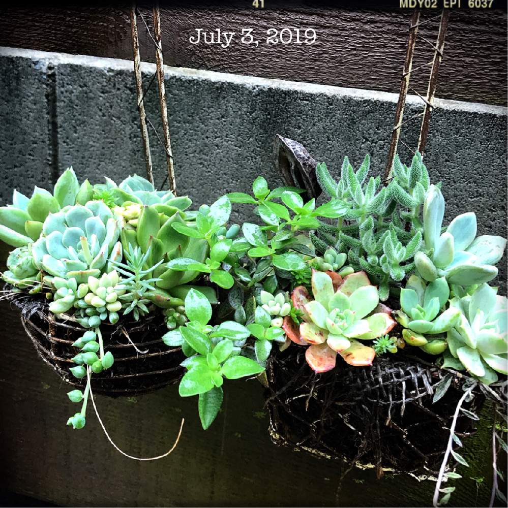 小さな庭の画像 by shhさん | 小さな庭と多肉中毒と多肉植物とJUNK Gardenとshh gardenと多肉植物寄せ植えと植中毒と多肉女子とタニラーと多肉寄せ植えと記録用