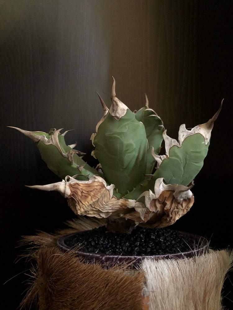 バルコニー/ベランダの画像 by good_guyさん | バルコニー/ベランダとAgave titanota NO.1と多肉植物とEuphorbiaとcactusとオトンナ属とtylecodonとサルコカウロン属とフィランサス ミラビリスとユーベルマニア ペクチニフェラとCerariaとCaudexと多肉女子と塊根植物と珍奇植物とPachypodiumとaloeとagaveとOperculicaryaとGREEN UP!とCopiapoaと亀甲竜。