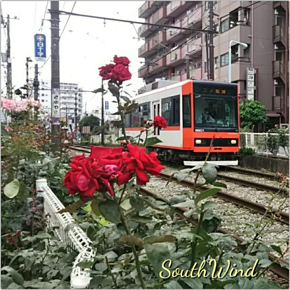 お出かけ先の画像 by 南の風さん | お出かけ先とバラと梅雨に負けないと中輪バラと花のある暮らしとバラ・ミニバラとかわいい花と香りのバラと撮り鉄