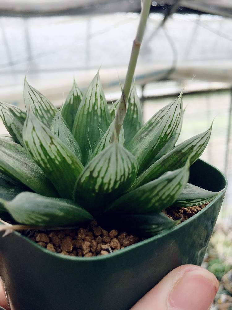 インテリアの画像 by はる succulents forestさん | インテリアとハオルチアとハオルシアとハオルチア実生苗と黒炎 実生苗と多肉植物とはるさん苗と観葉植物とハオルチア属とはるさん苗︎☺︎とはるちゃんハオルチアと植物が好き♡とHaworthia:ハオルチア/ハオルシアとハオルシア属 と多肉女子と❤️いいね、ありがとうとタニラーと育てやすい多肉植物とGreenSnapmarcheと実生苗とメルカリと花のある暮らしと自家製実生苗