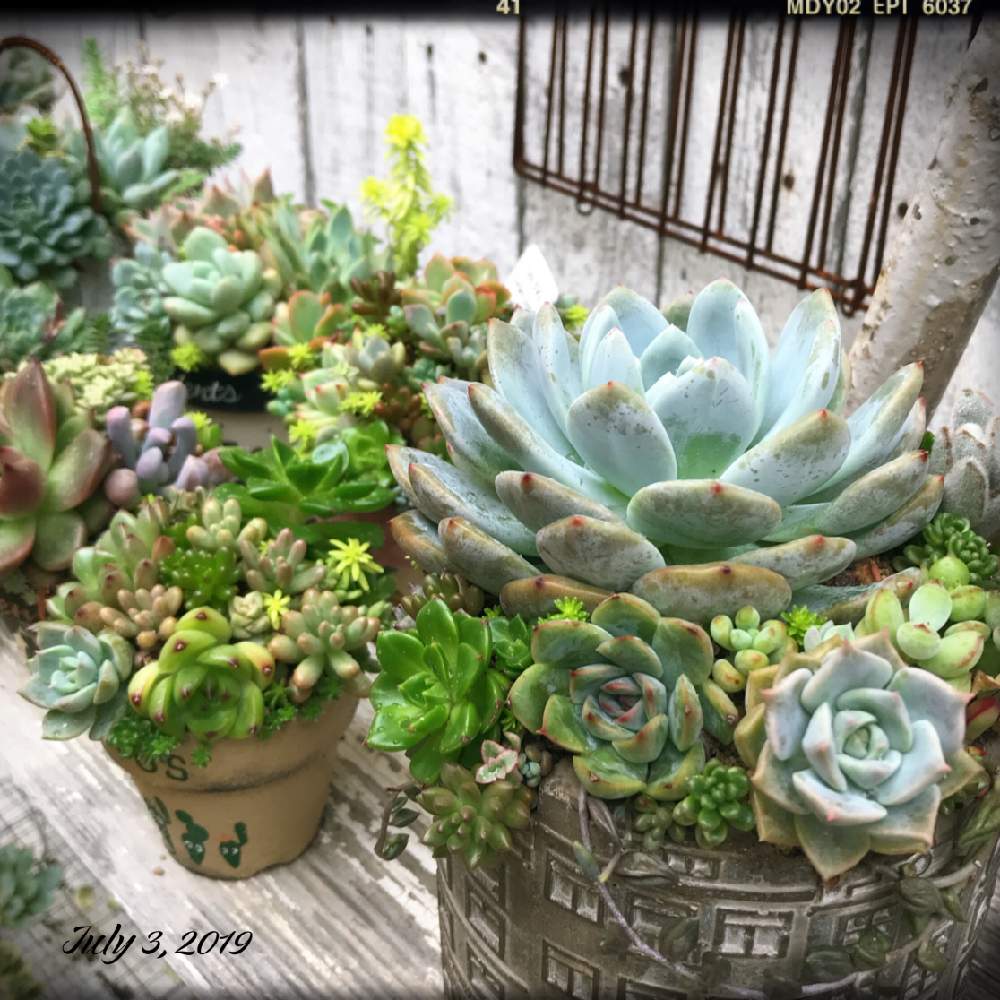 小さな庭の画像 by shhさん | 小さな庭と多肉中毒と多肉植物とJUNK Gardenとshh gardenと多肉植物寄せ植えと植中毒と多肉女子とタニラーと多肉寄せ植えと記録用